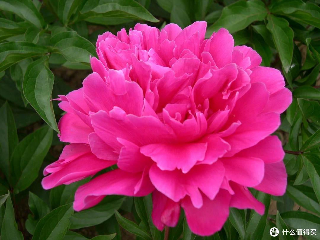 阳台养牡丹花，有“一点”很重要，花大色艳，每年开花，富贵圆满