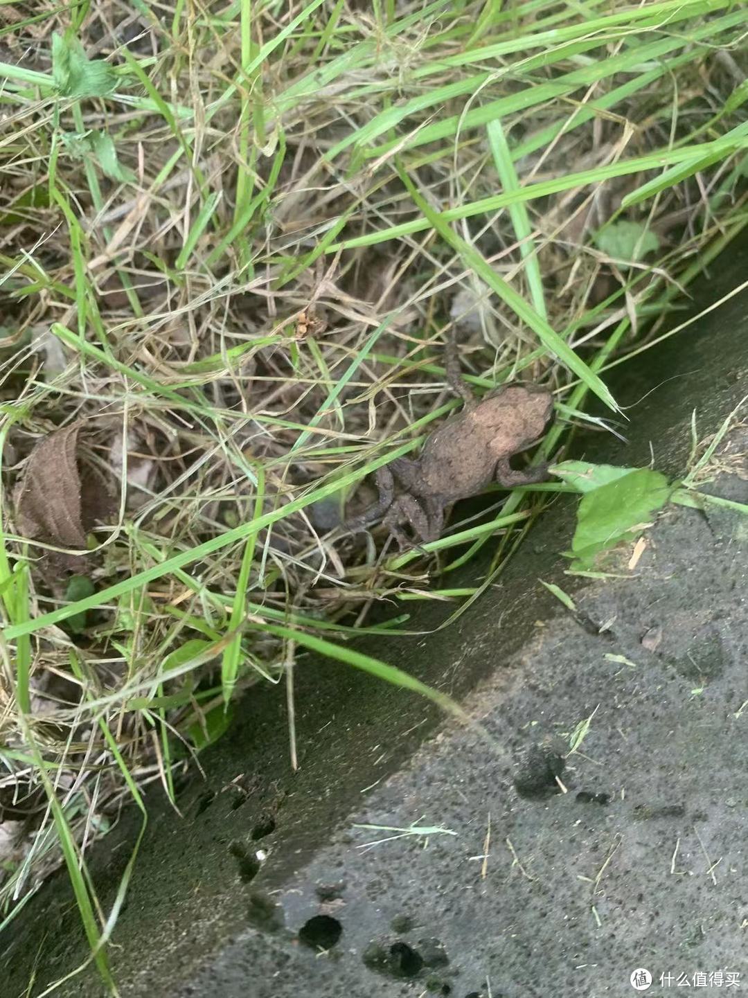 夏日爬山偶遇上山的小蛤蟆