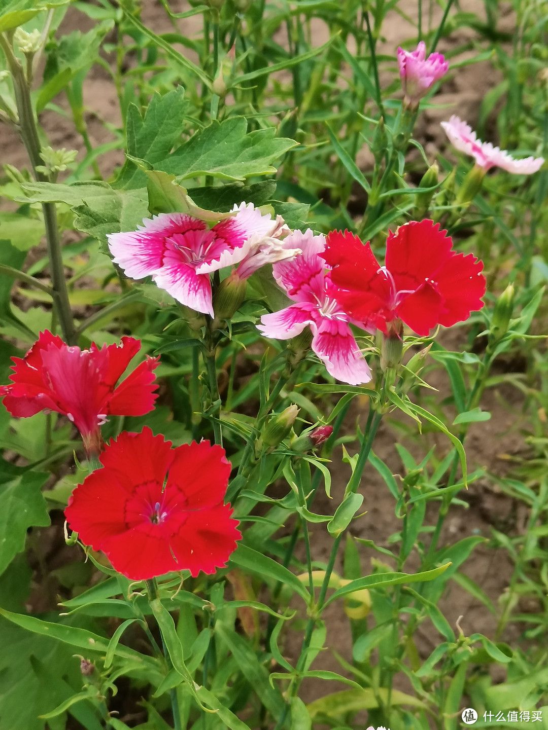 赏心悦目，缤纷多彩的石竹花