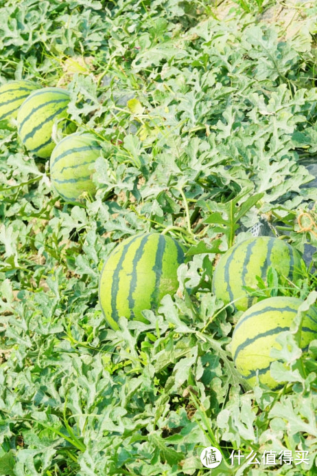 夏日解暑神器之蜜雪与🍉