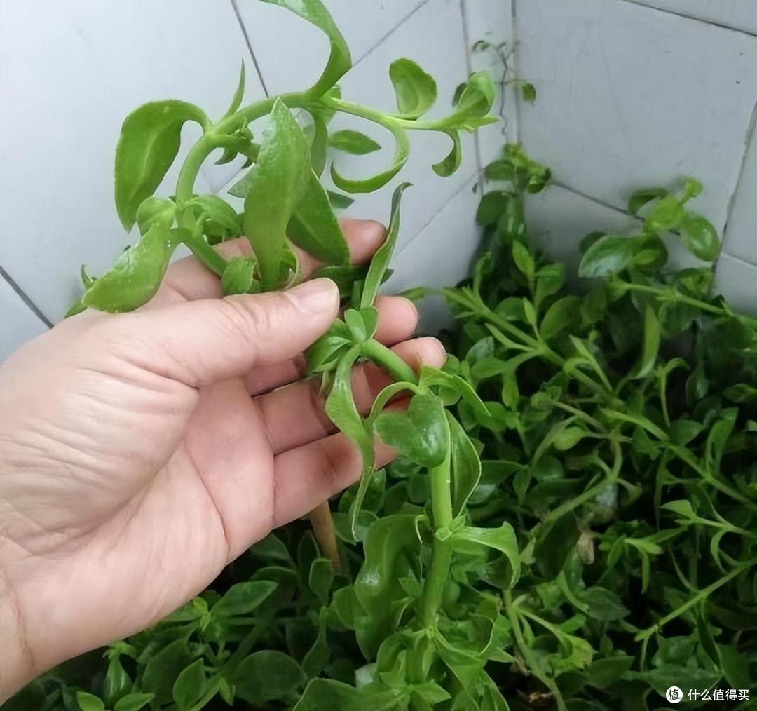 “6种”绿植，水培起来更美，很有意境很有小情趣，干净美观茂盛