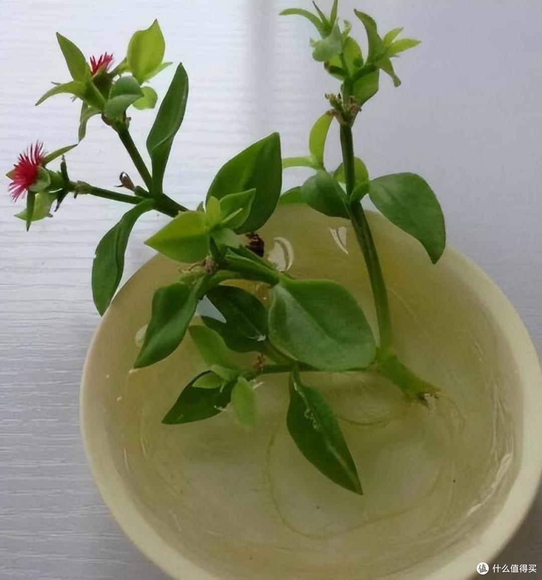 “6种”绿植，水培起来更美，很有意境很有小情趣，干净美观茂盛