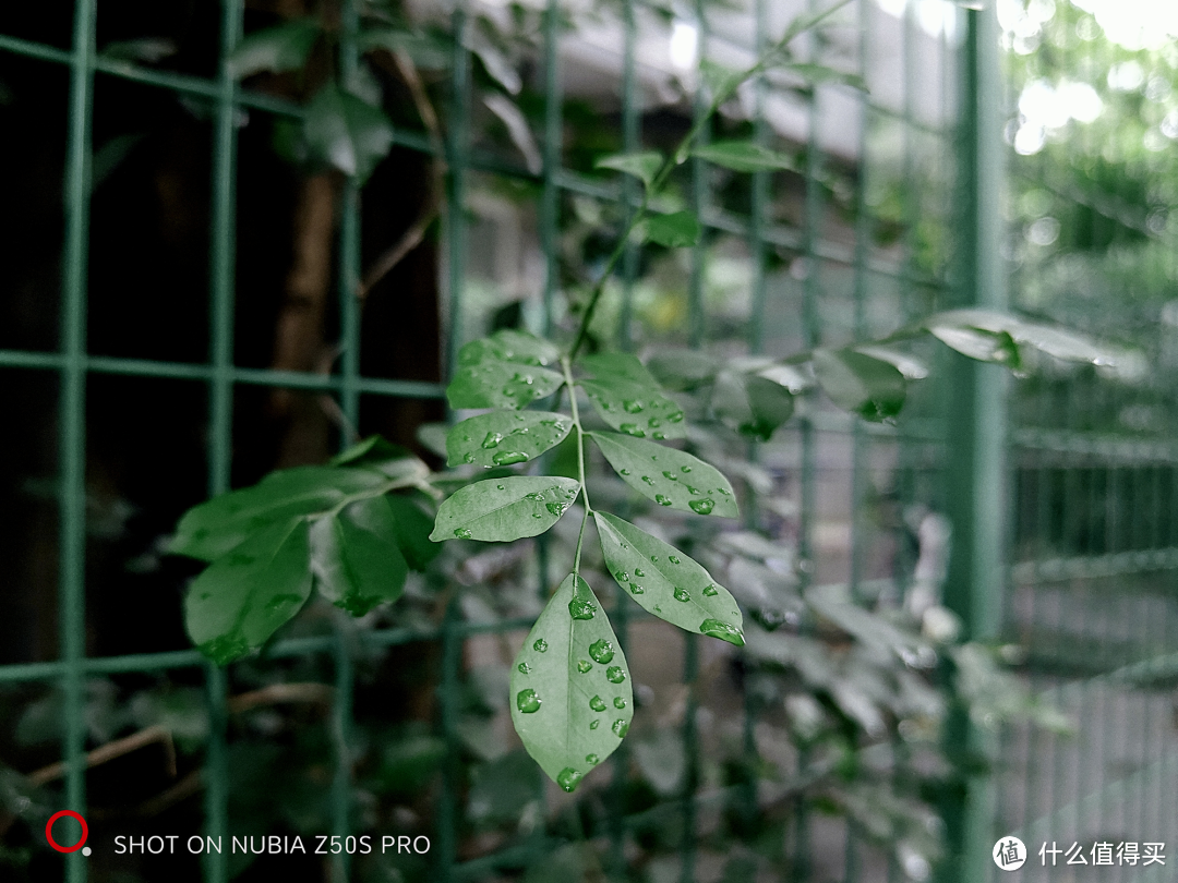 努比亚 Z50S Pro:来感受一番 35mm 摄影的仪式感吗?