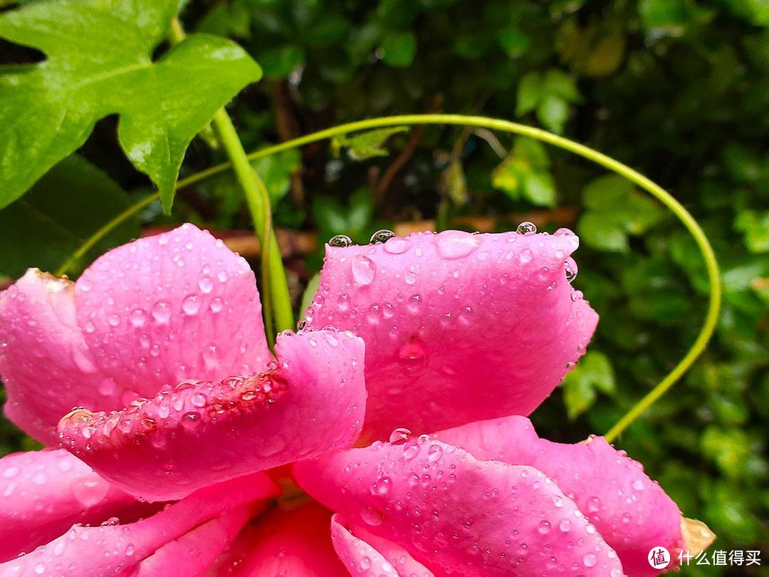 雨中漫步之手机摄影记录夏季里的独特光影