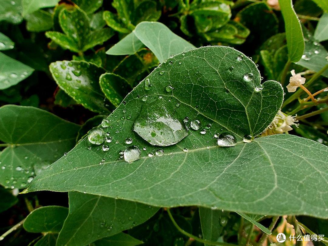 雨中漫步之手机摄影记录夏季里的独特光影