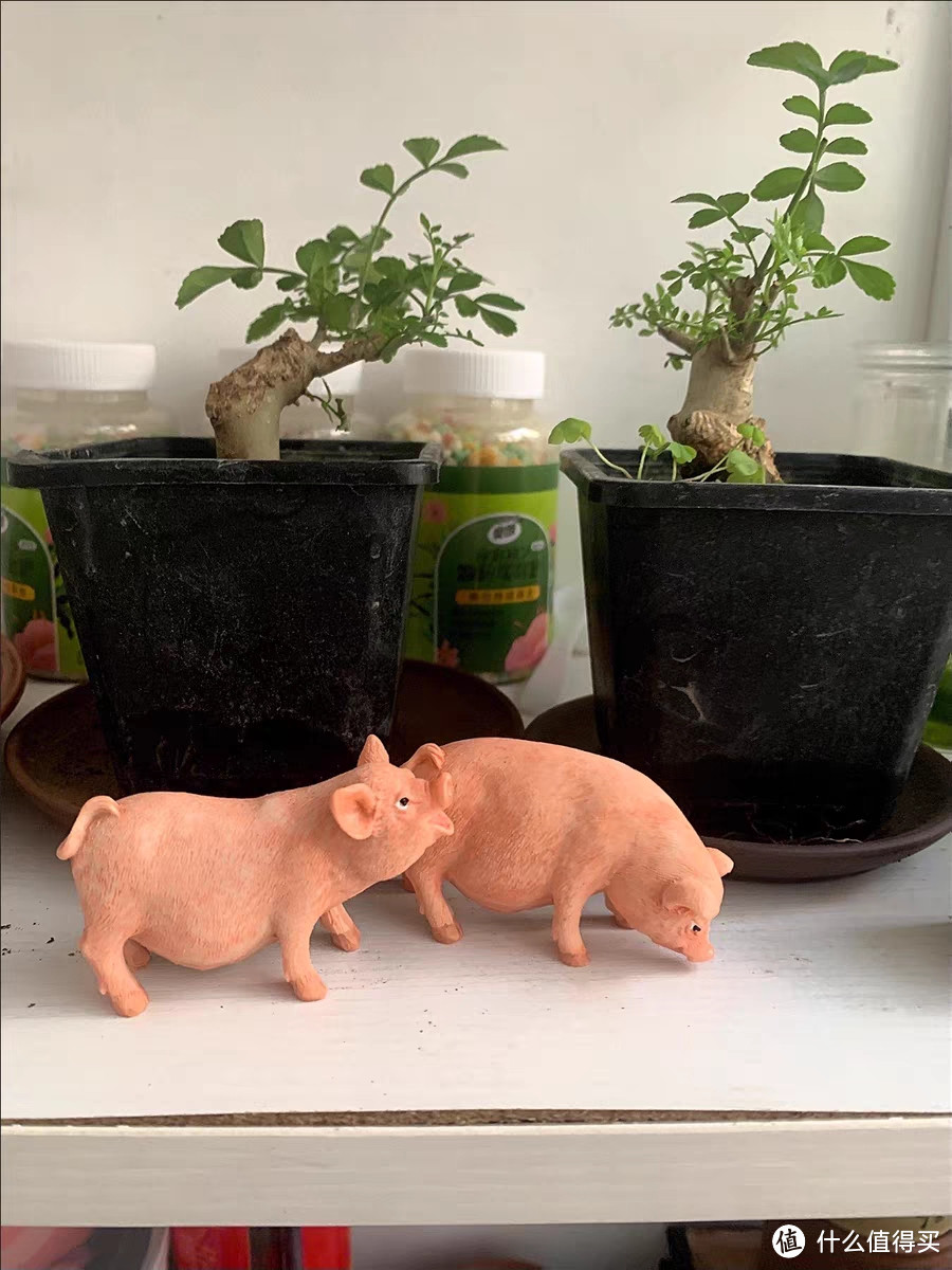 小猪摆件，温馨的家庭成员