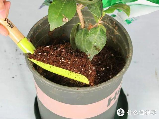 酷夏给花换盆，时机不对，这5种花经不起“折腾”，要踩准时间干