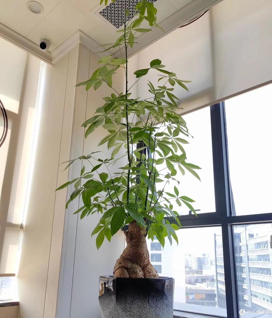 8种“旱不死”的花,适合懒人养,十天一壶水,反而长势旺