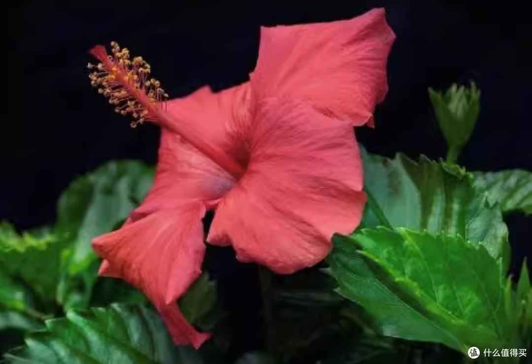 为什么扶桑花会掉花苞?你知道吗?原因有3个