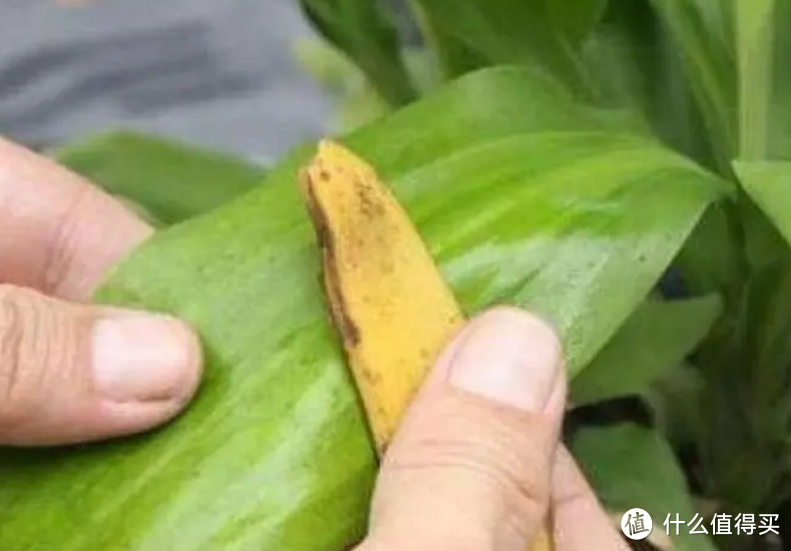 香蕉皮别扔，用3种方法简单处理一下，就是养花的“魔力肥”