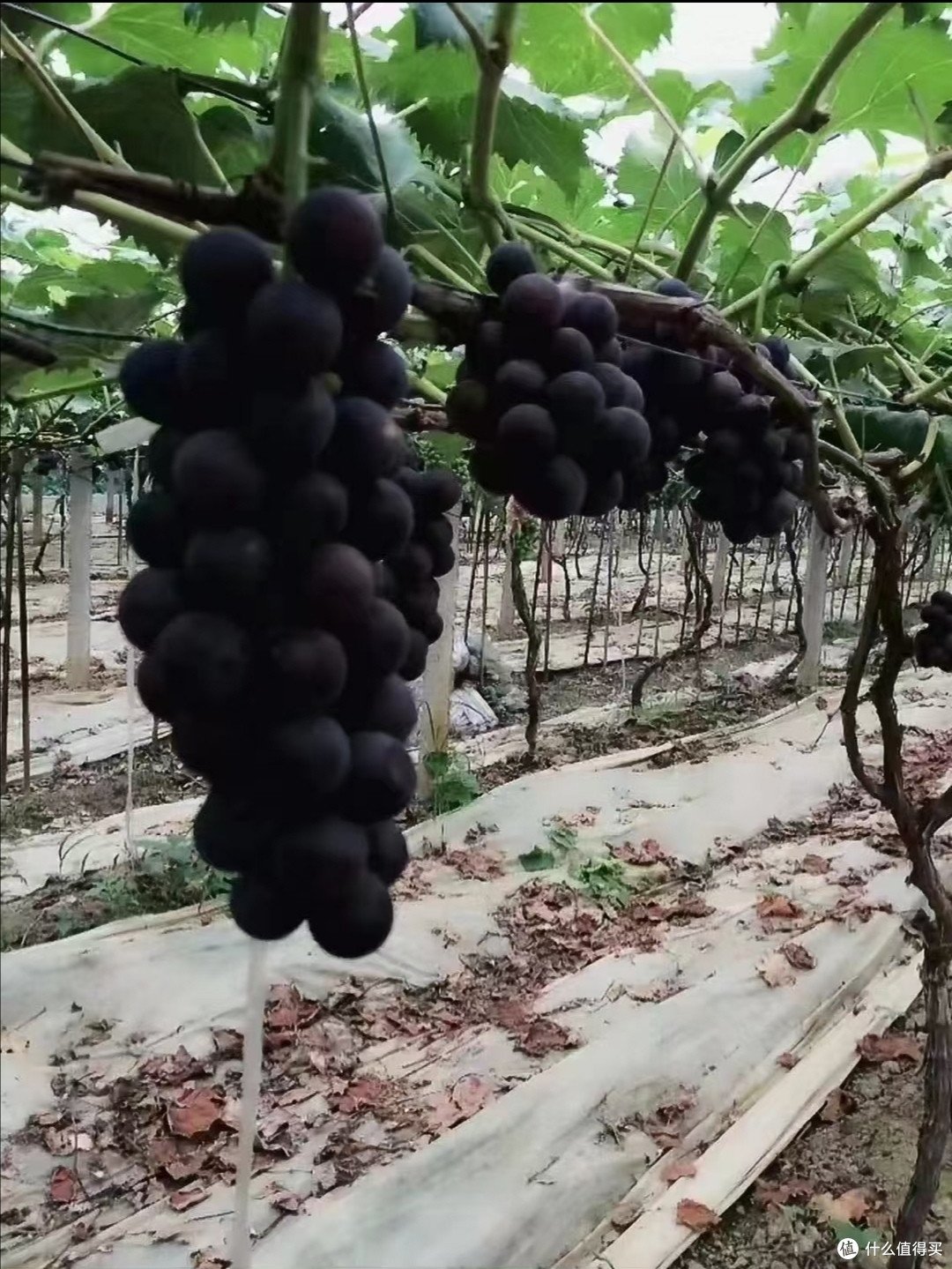 赏葡萄