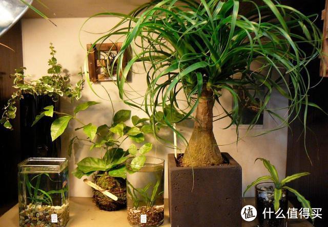 室内养4种绿植，能长成“巨无霸”，“阴气”变重，赶紧处理才行