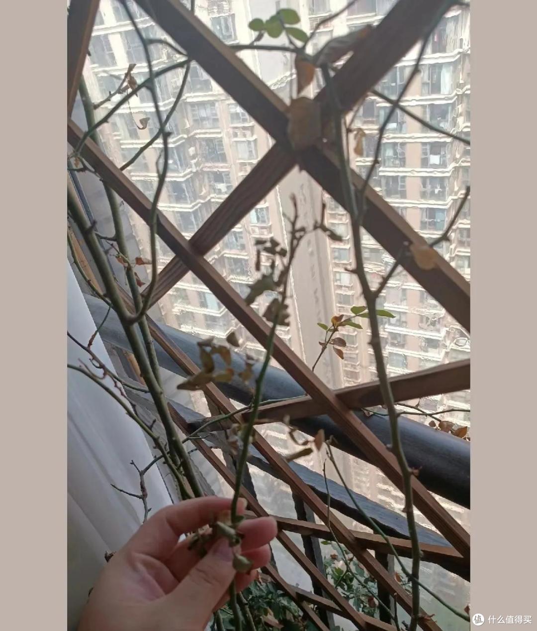 养花十年,我悟了,养1种不如养多种爱开花的,一年四季都是花海