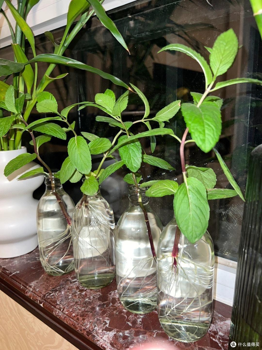 薄荷怎么养才好呢？用3个方法，保证长势更旺，叶子多的吃不完