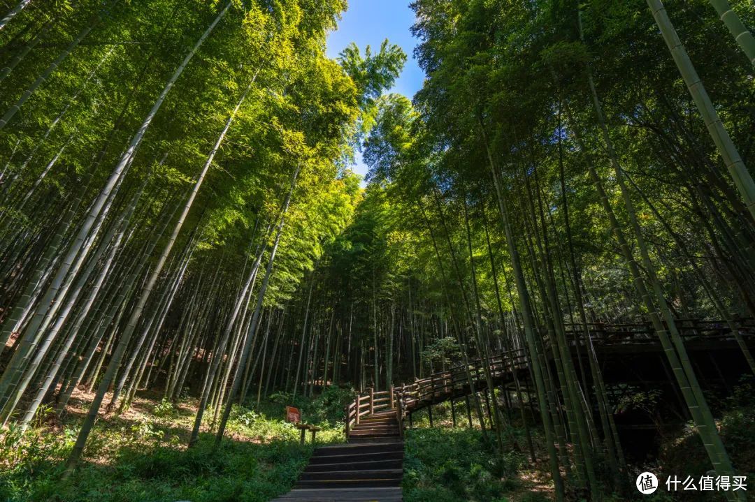 我去竹林避暑了，夏天过完再通知我！