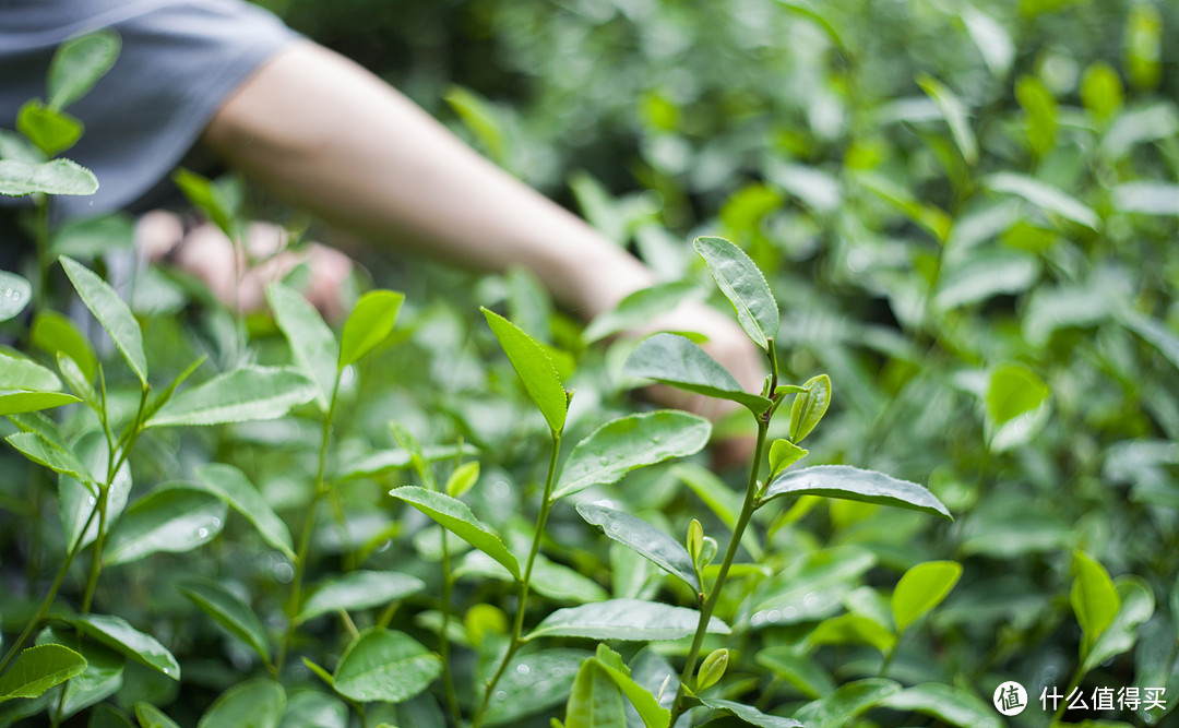 精选茶叶