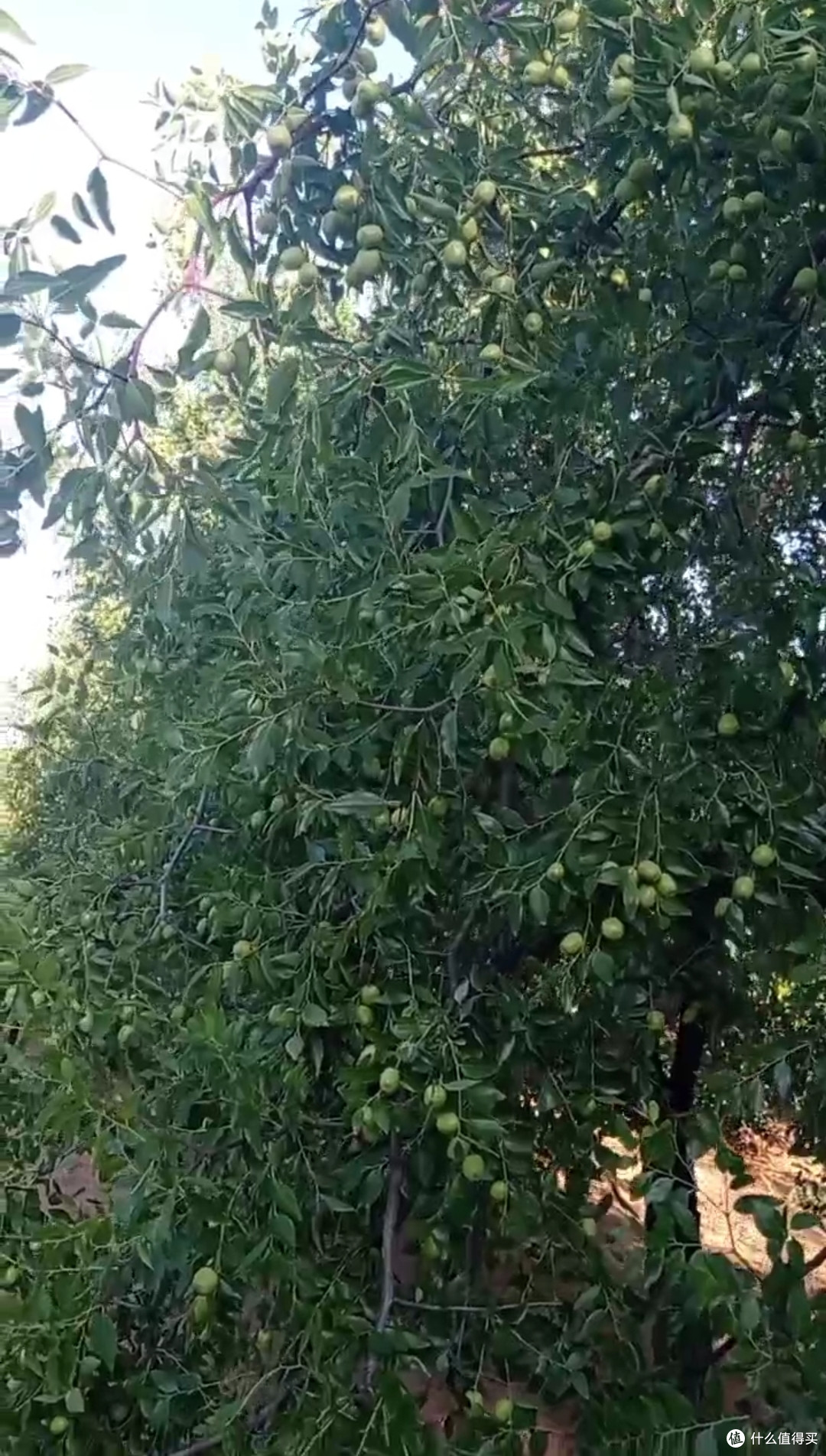 冬枣产地这么多,为什么大荔的冬枣最出名?