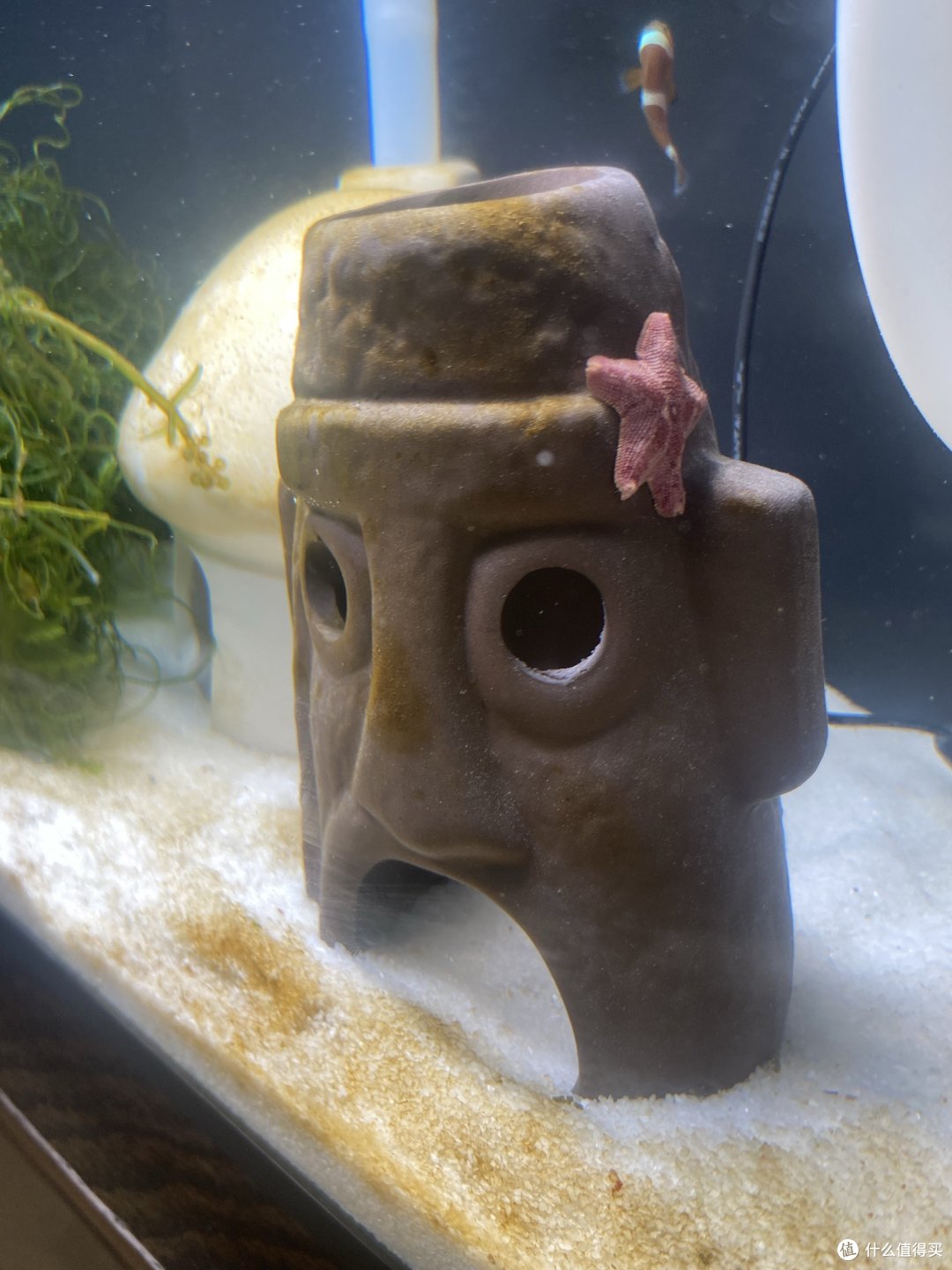 小米鱼缸养海水鱼30天：体验分享