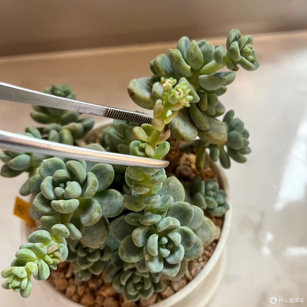你知道多肉植物中的香饽饽是谁吗?它就是“劳尔”,今天带你摘花箭