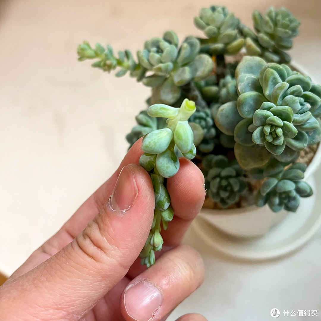 你知道多肉植物中的香饽饽是谁吗?它就是“劳尔”,今天带你摘花箭
