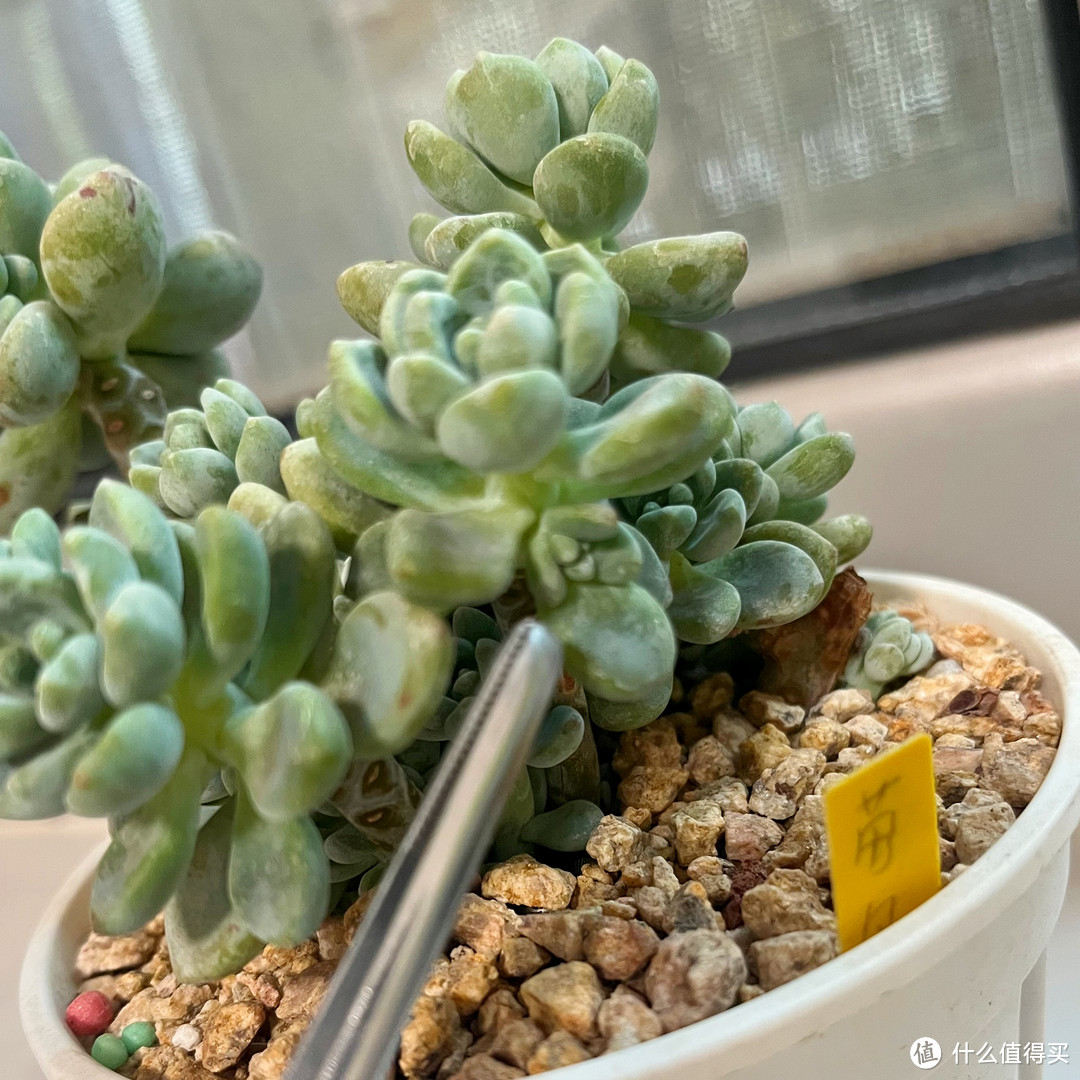 你知道多肉植物中的香饽饽是谁吗?它就是“劳尔”,今天带你摘花箭