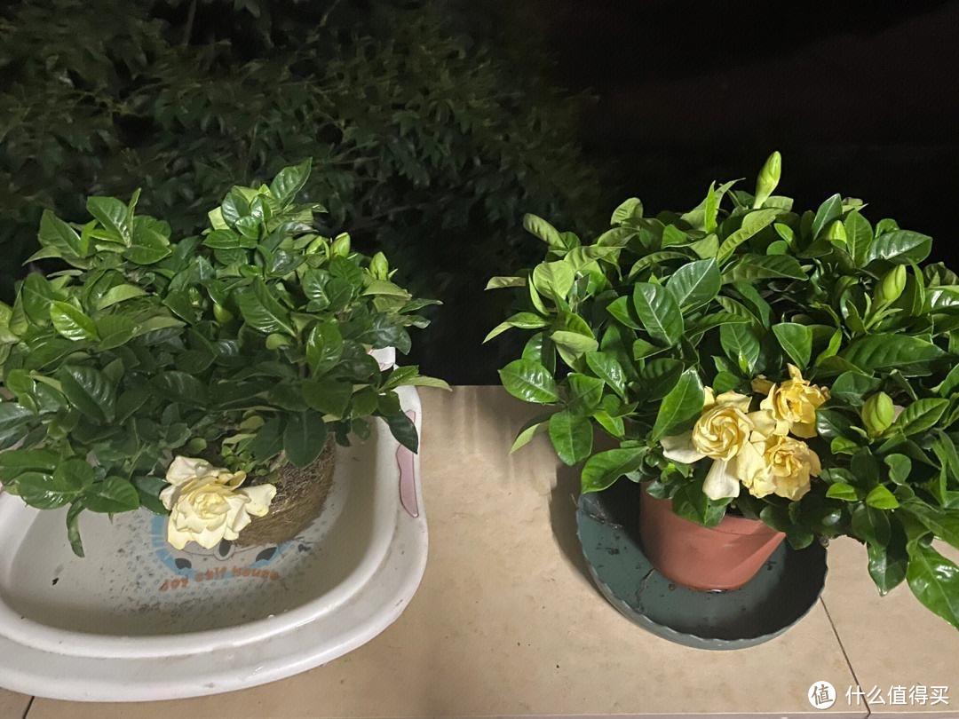 养栀子花,有“2点”很重要,花朵大香味浓,花期长,沁人心脾