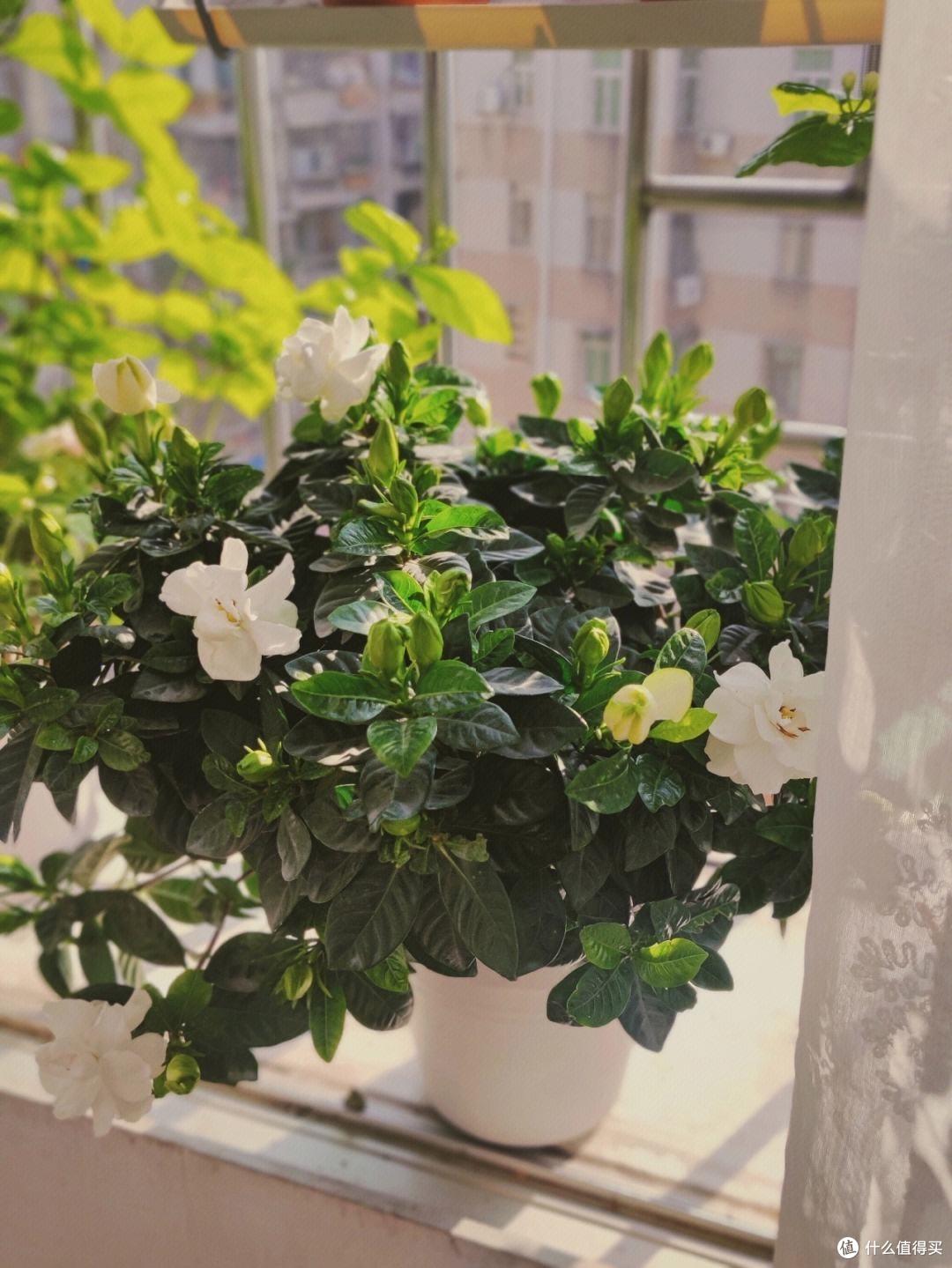 养栀子花，有“2点”很重要，花朵大香味浓，花期长，沁人心脾