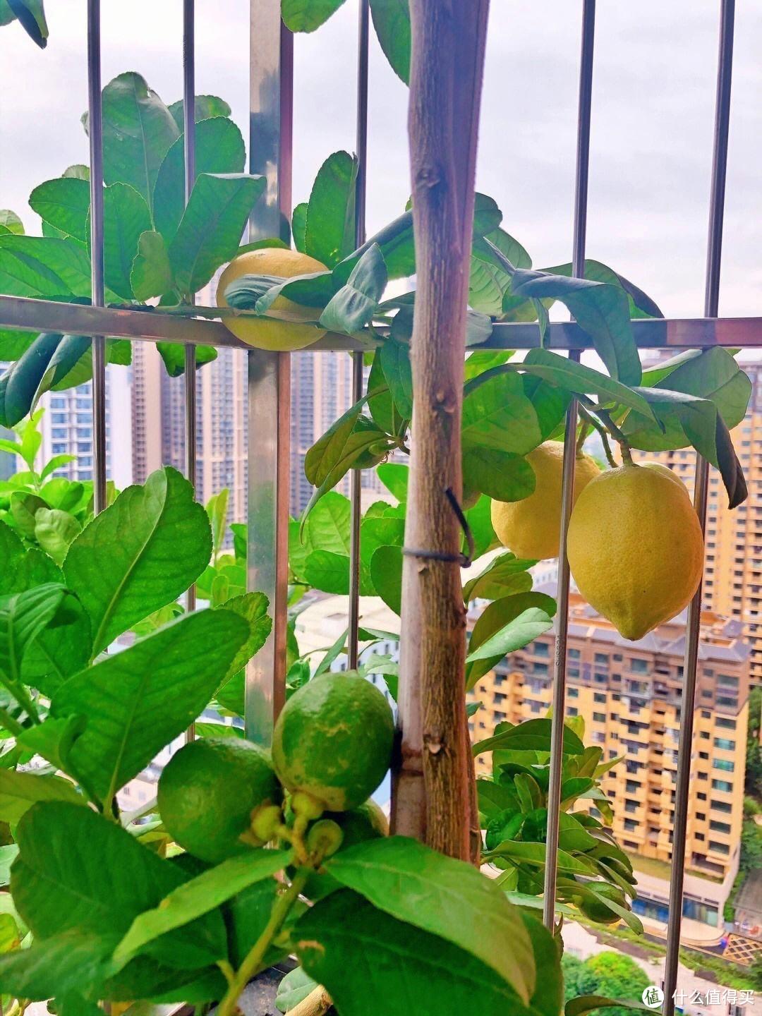 阳台上能养“3种”水果，产量惊人，好多果子，长得很壮很好养