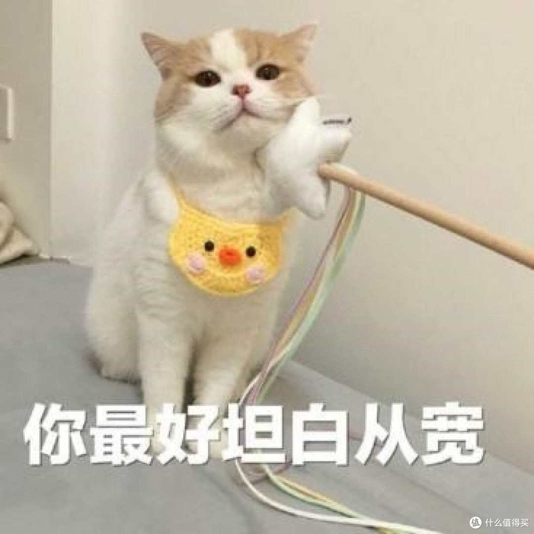 爱猫猫聊天群，教会我什么是妙三多和猫三联的区别