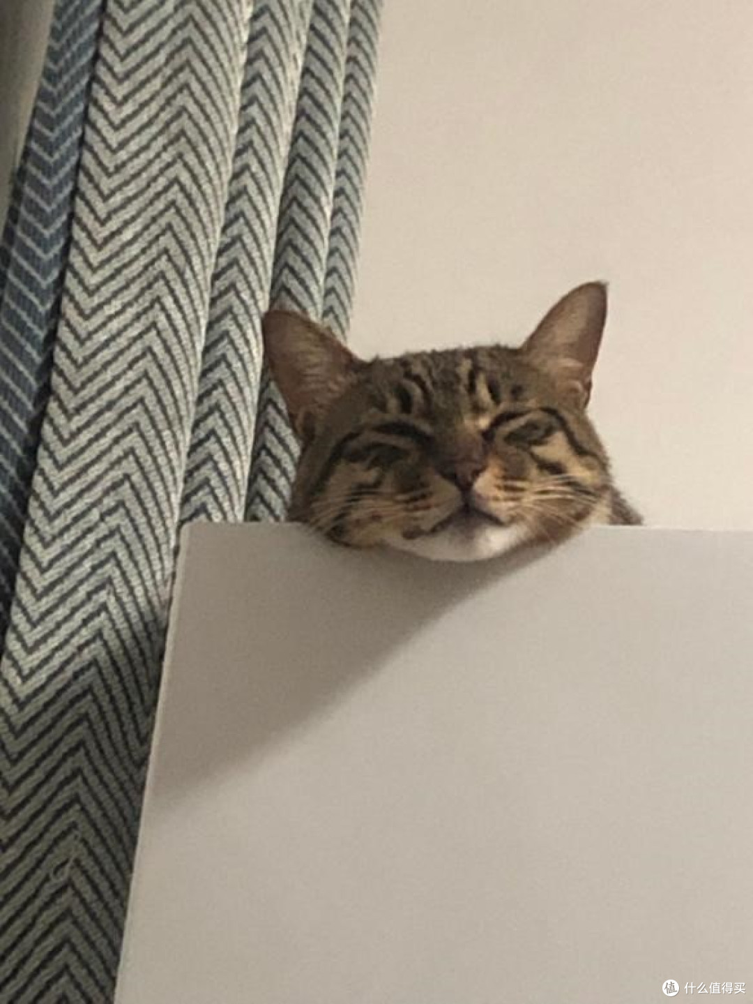 爱猫猫聊天群，教会我什么是妙三多和猫三联的区别