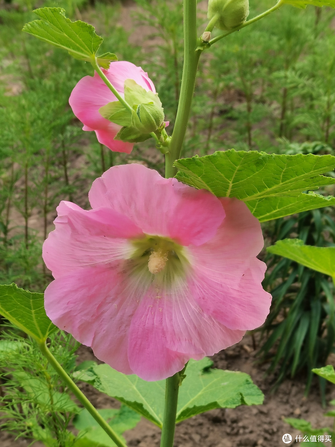 小区里的蜀葵花，绽放在夏日的热情之中