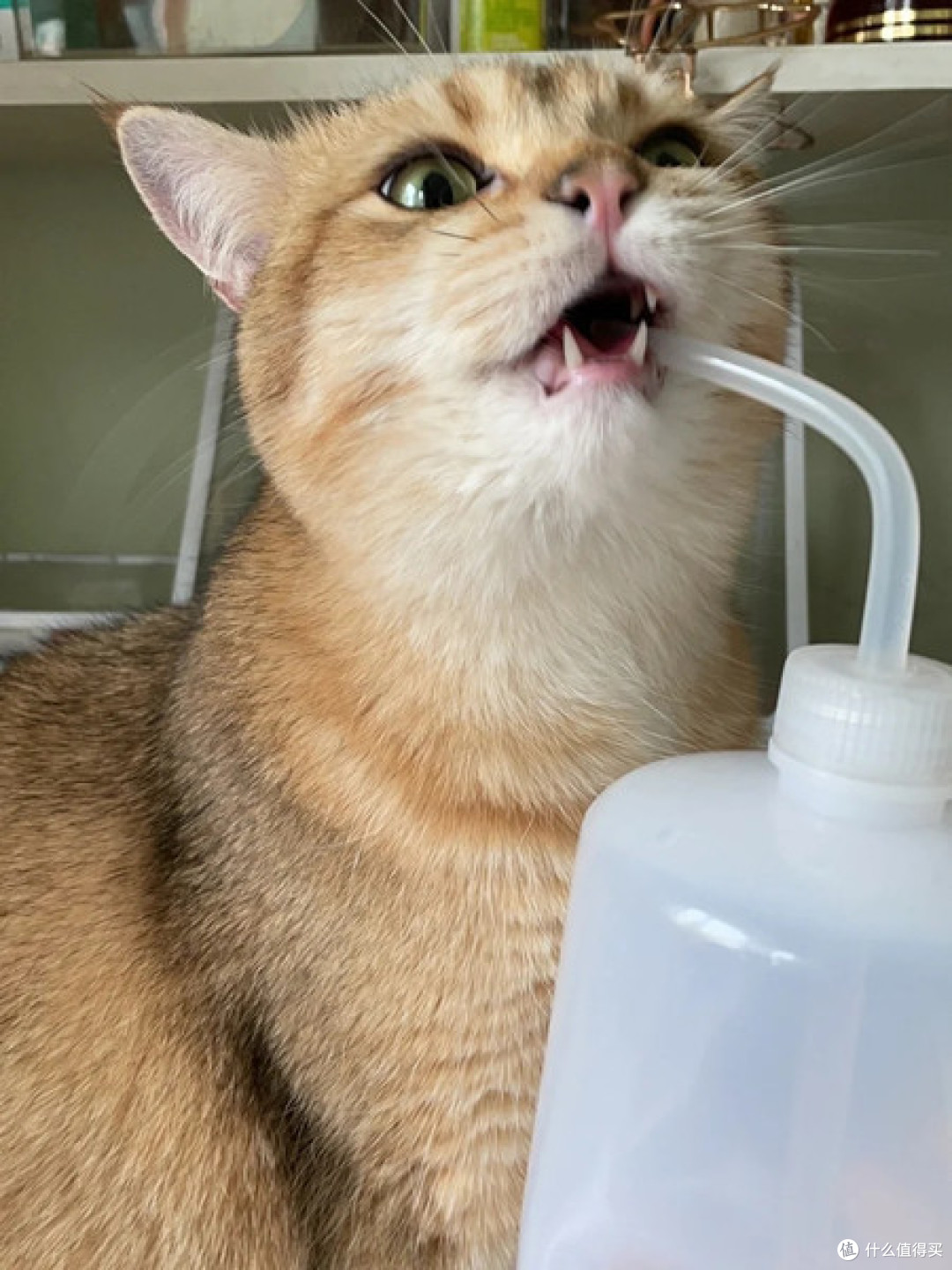 猫咪喝水少很严重怎么办?有哪些比较有效的猫咪骗水方式?