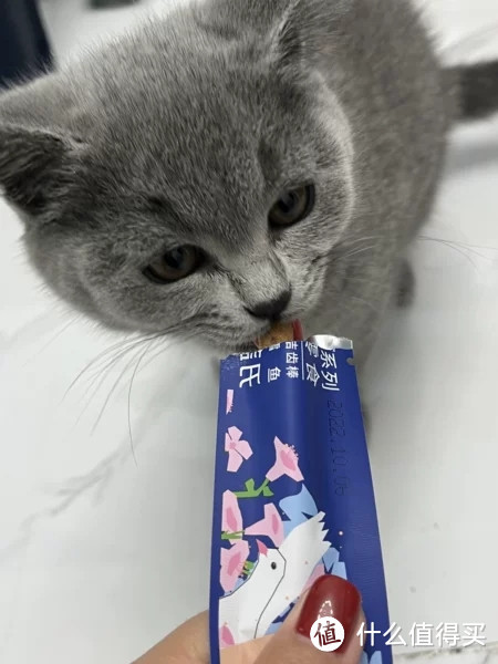如何挑选给猫咪磨牙的食物？有什么好的推荐吗？