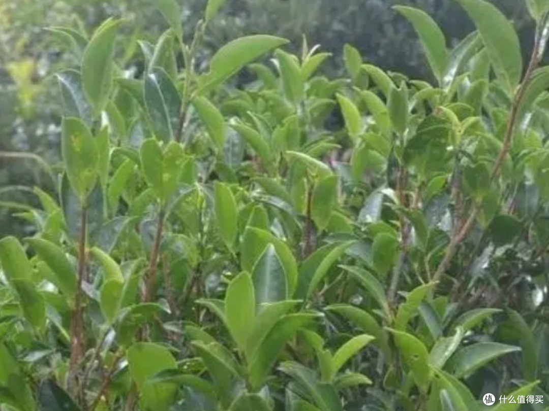 有关茶树的品种,简单的介绍