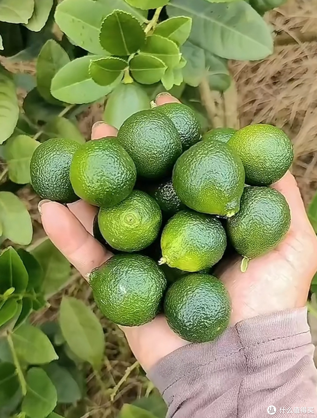 不一样的蜂蜜柠檬百香果茶