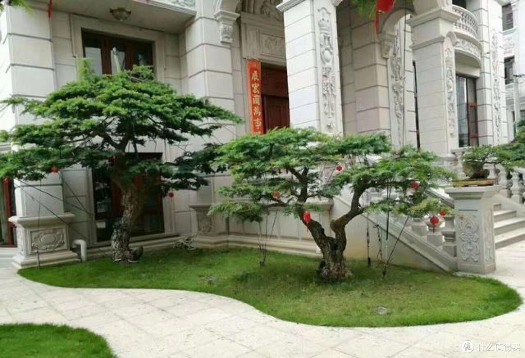老辈人讲：“门前种好树，子孙一直富”！6棵吉祥树，种着好运气_鲜花绿植_什么值得买