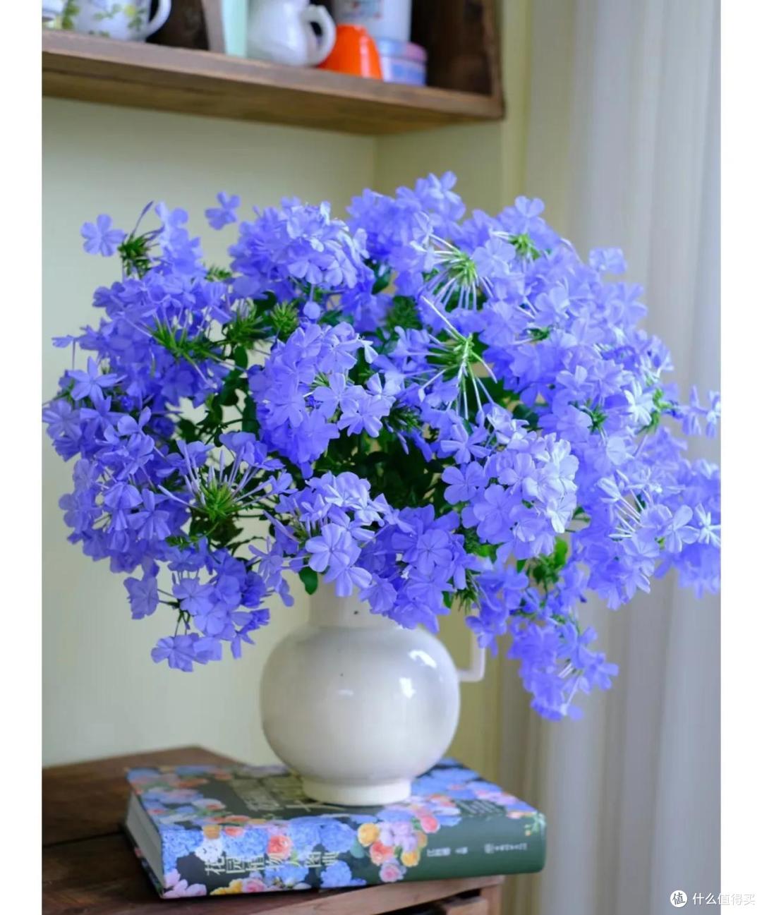 如何养出“高级感”蓝雪花，首先是“剪”然后才是养，顺序要搞对