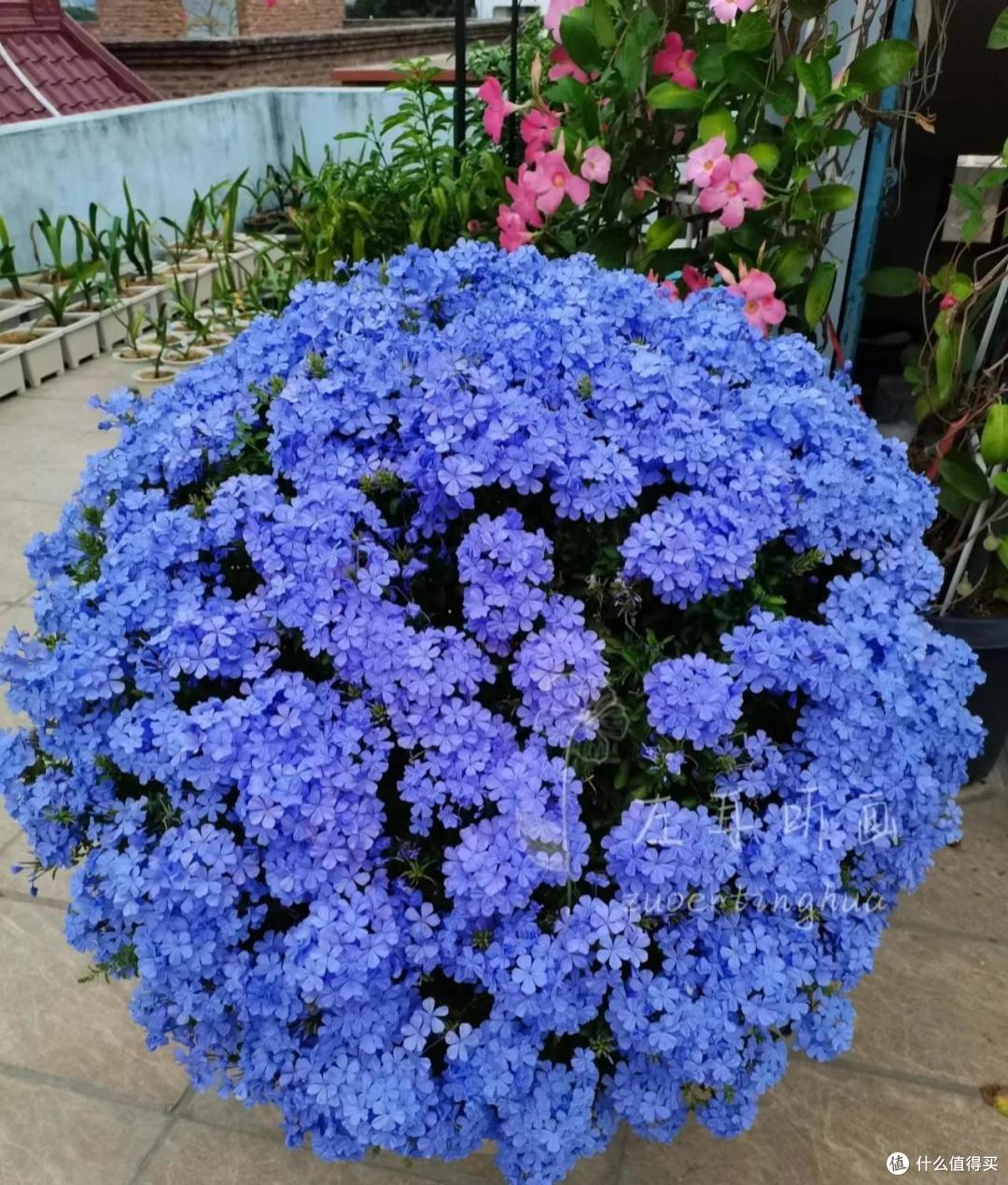 如何养出“高级感”蓝雪花，首先是“剪”然后才是养，顺序要搞对