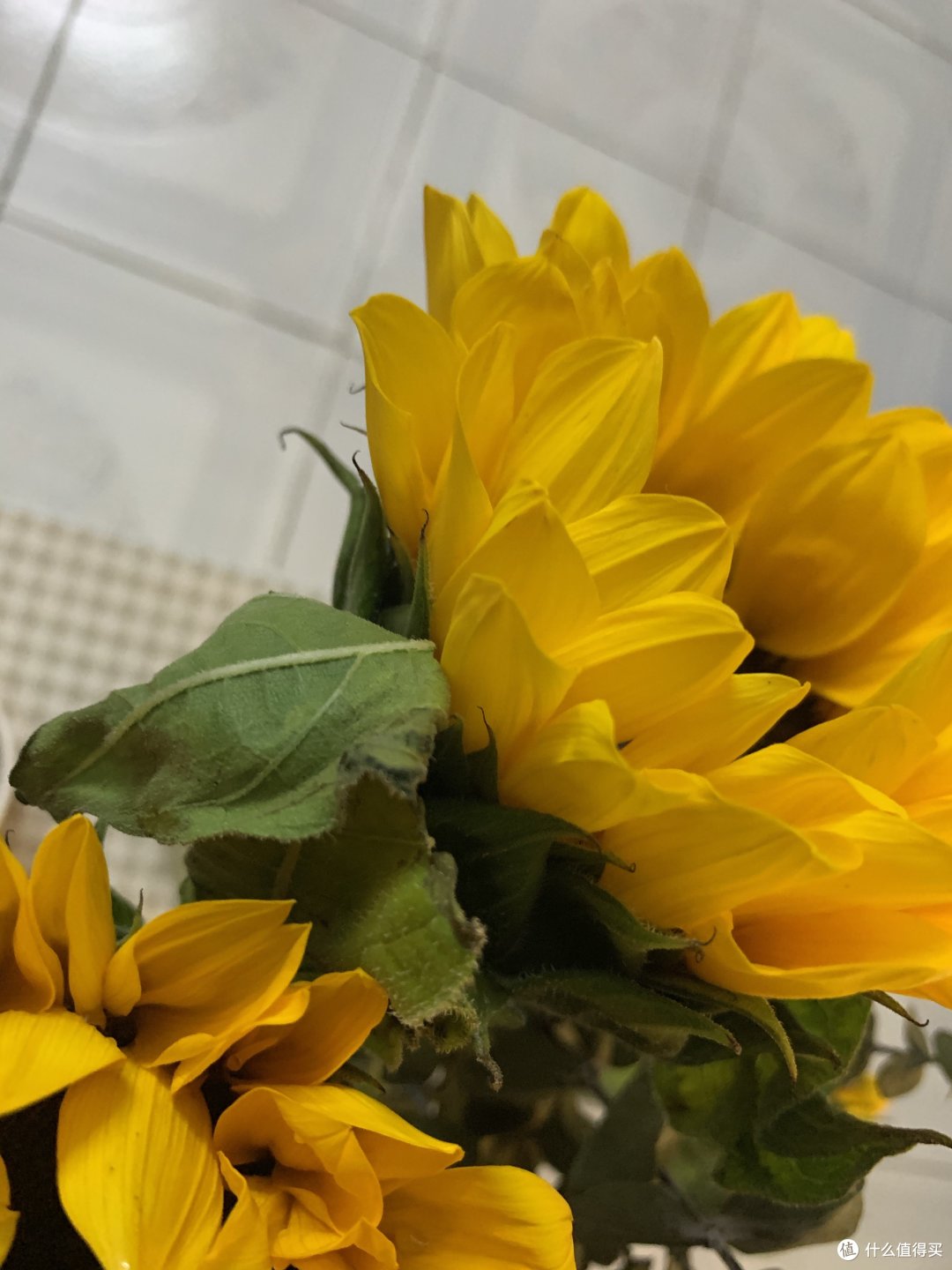 夏日买花:向日葵🌻