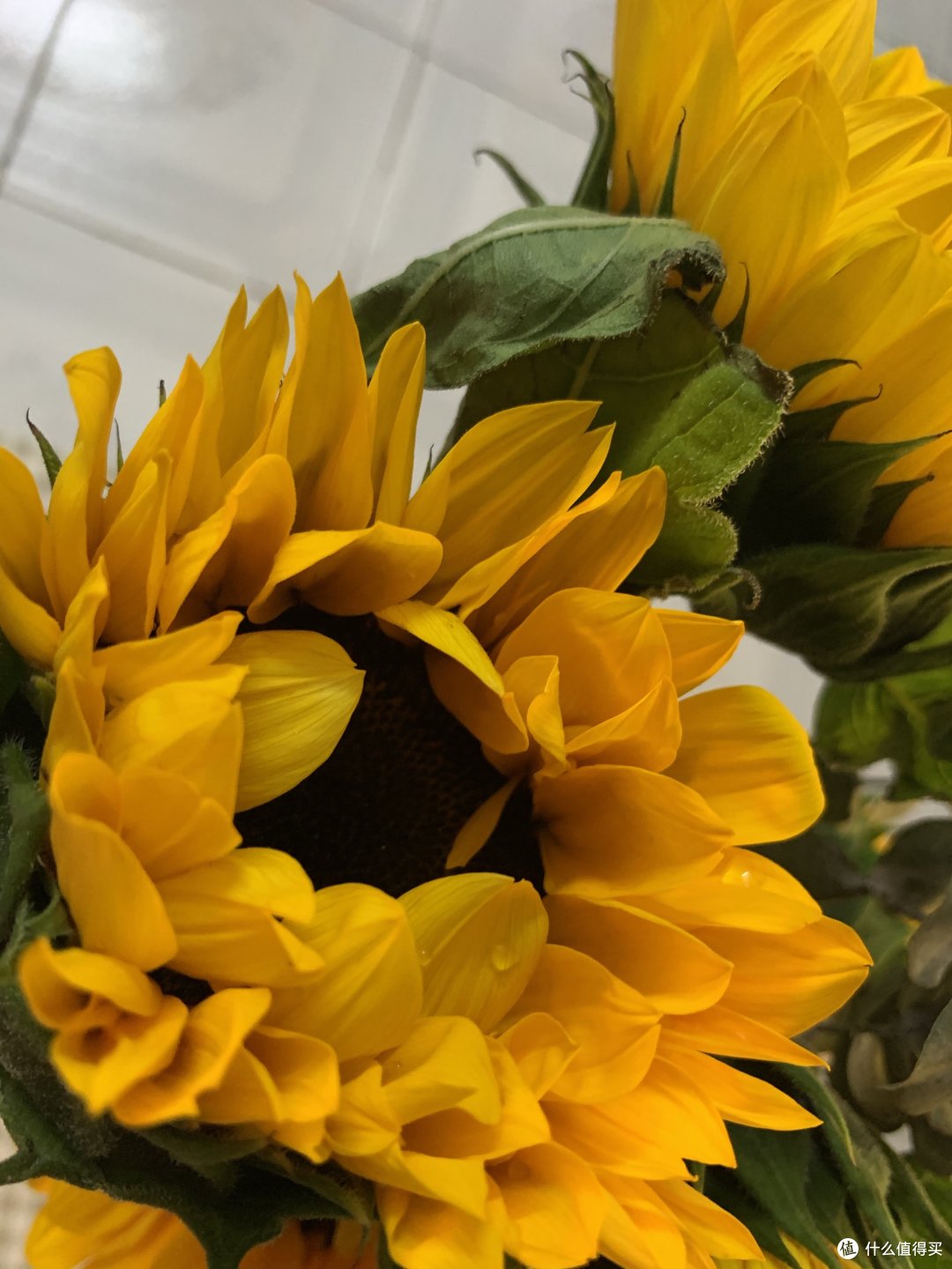 夏日买花:向日葵🌻