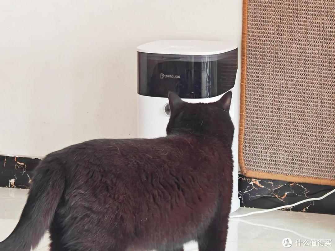 智能猫管家——宠咕咕自动喂食器使用体验