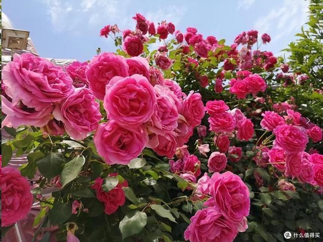 3种花买得起养不起，常被人叫“花园三坑”，陷进去难出来
