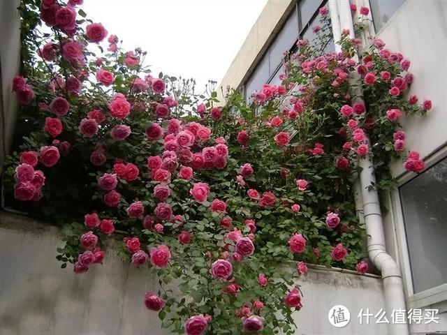 3种花买得起养不起，常被人叫“花园三坑”，陷进去难出来