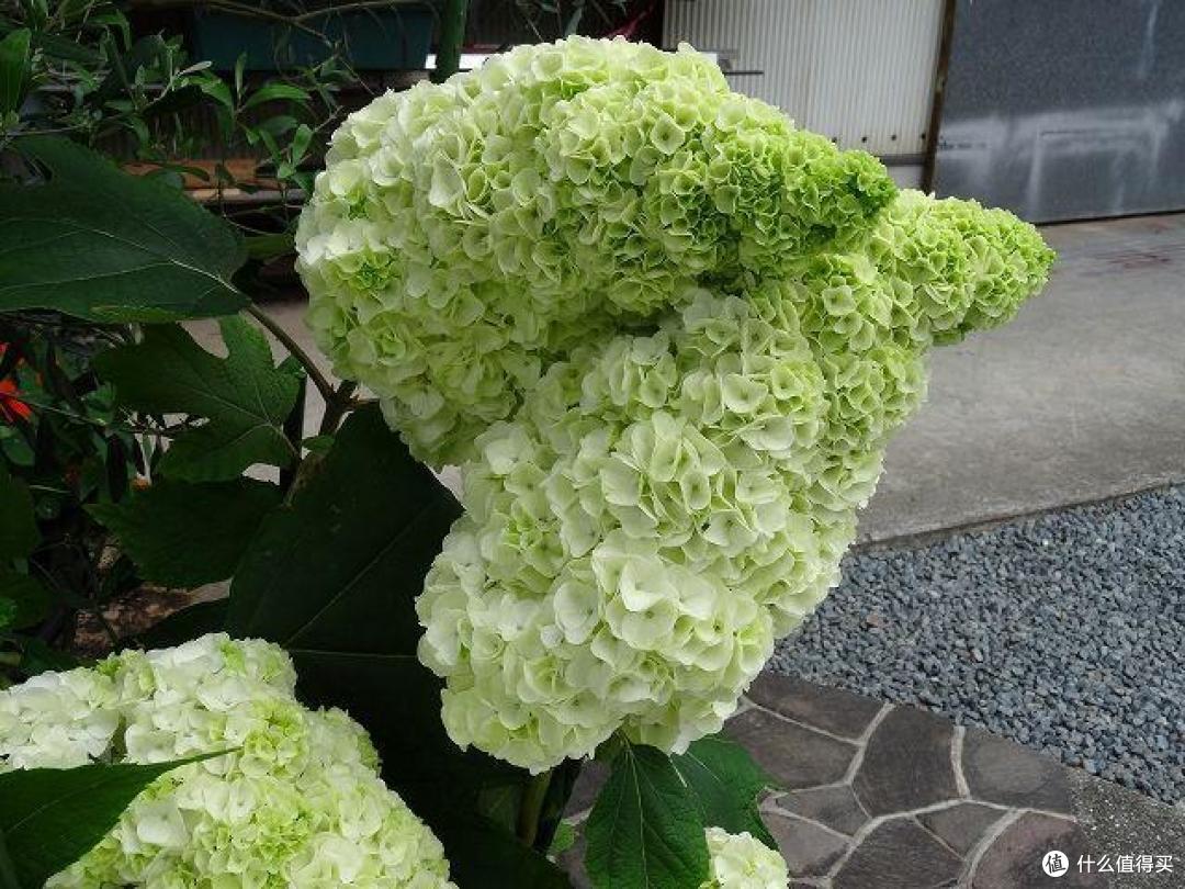 3种花买得起养不起，常被人叫“花园三坑”，陷进去难出来