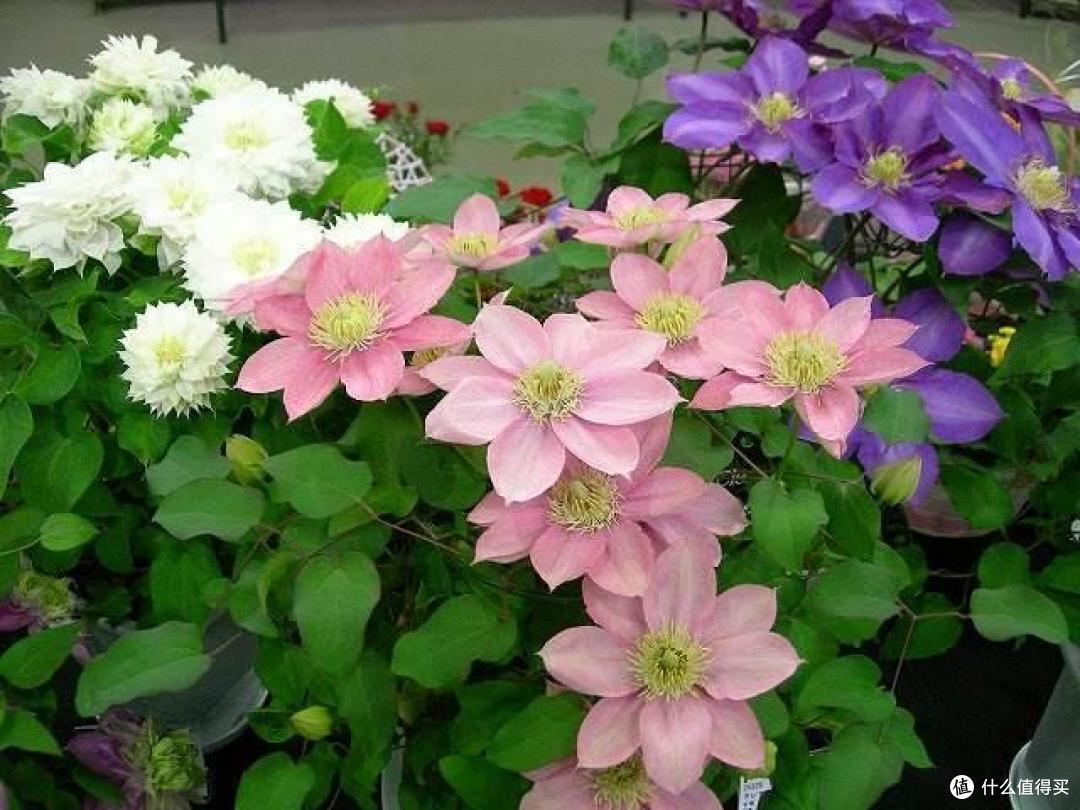 3种花买得起养不起，常被人叫“花园三坑”，陷进去难出来