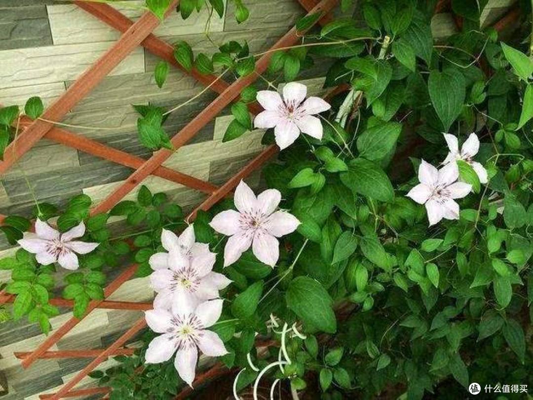 3种花买得起养不起，常被人叫“花园三坑”，陷进去难出来
