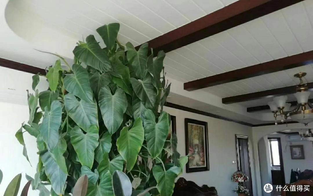 客厅6种大叶绿植，长成“巨无霸”，“阴气”太重，赶紧搬出去！