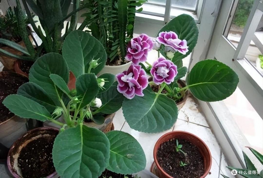 她把一片叶子插土里,养出一盆花,四季开花、花如玫瑰,简直爱了