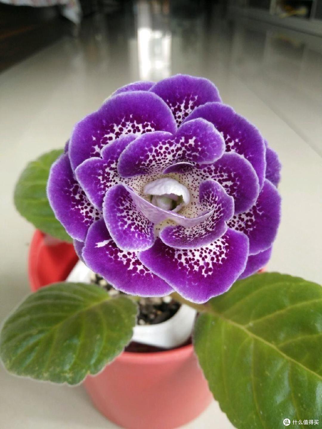 她把一片叶子插土里,养出一盆花,四季开花、花如玫瑰,简直爱了