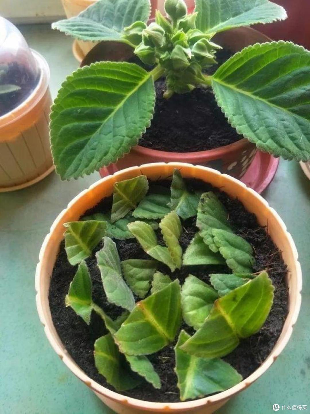 她把一片叶子插土里,养出一盆花,四季开花、花如玫瑰,简直爱了